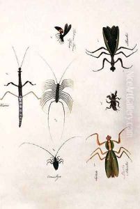 Phasma, Cerambyx, Sintado Mantis, Tabooan Tana Sphex, from 'Drawings of Animals, Insects and Reptiles from Malacca', c.1805-18 by Anonymous Artist