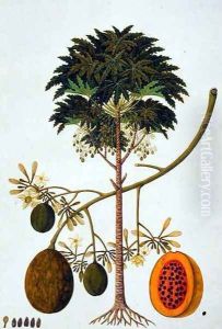 Dapai-ah Tambay or Carica, from 'Drawings of Plants from Malacca', c.1805-18 by Anonymous Artist