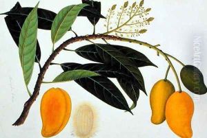 Mango Bodol, from 'Drawings of Plants from Malacca', c.1805-18 Mango Bodol, from 'Drawings of Plants from Malacca', c.1805-18
