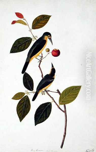 Bua Rocam, from 'Drawings of Birds from Malacca', c.1805-18 - view 1