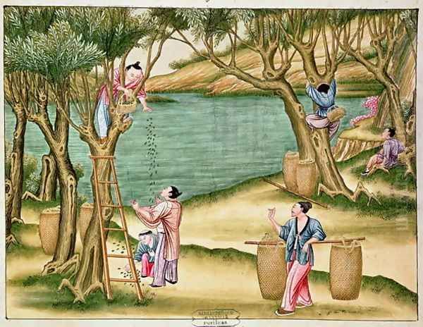 Collecting mulberries, from a book on the silk industry - view 1