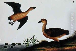 Beliebus, from 'Drawings of Birds from Malacca', c.1805-18