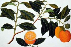 Lemomanies Macao-Macao Oranges, from 'Drawings of Plants from Malacca', c.1805-18 by Anonymous Artist