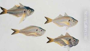 Kasee Madoo, from 'Drawings of Fishes from Malacca', c.1805-18
