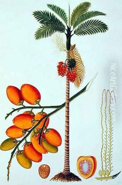 Pinang Betle Nut Tree, from 'Drawings of Plants from Malacca', c.1805-18 - view 1