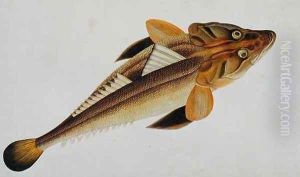 Eekan Bajie Bajie, from 'Drawings of Fishes from Malacca', c.1805-18