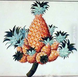 Nanas or Pineapple, from 'Drawings of Plants from Malacca', c.1805-18