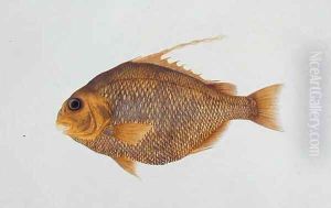 Eekan Batoo, from 'Drawings of Fishes from Malacca', c.1805-18