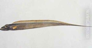 Eekan L-eore La-eore, from 'Drawings of Fishes from Malacca', c.1805-18