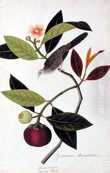 Garcinia Mangastana, Booah Mungies, Boorong Murbo, from 'Drawings of Birds from Malacca', c.1805-18 - view 1