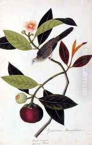 Garcinia Mangastana, Booah Mungies, Boorong Murbo, from 'Drawings of Birds from Malacca', c.1805-18 by Anonymous Artist