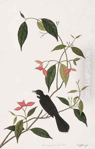 Booring Janke-chee Gutah, from 'Drawings of Birds from Malacca', c.1805-18 by Anonymous Artist