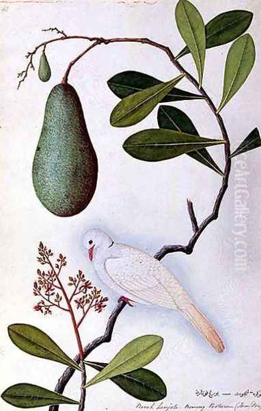 Java Dove or Boorah Poutaran, from 'Drawings of Birds from Malacca', c.1805-18 - view 1