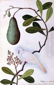 Java Dove or Boorah Poutaran, from 'Drawings of Birds from Malacca', c.1805-18 by Anonymous Artist