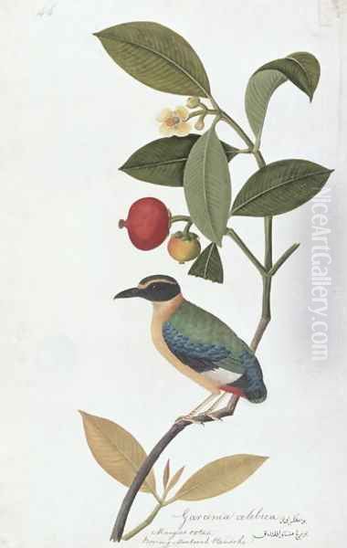 Garcinia celebica, Mangies ootan, Bourong Mentooah Plandoka, from 'Drawings of Birds from Malacca', c.1805-18 - view 1
