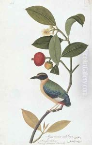Garcinia celebica, Mangies ootan, Bourong Mentooah Plandoka, from 'Drawings of Birds from Malacca', c.1805-18 by Anonymous Artist