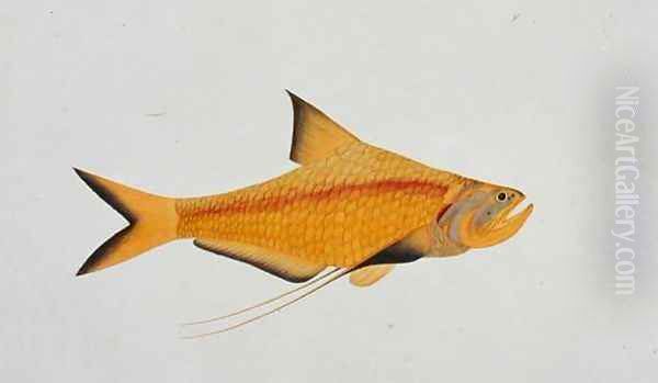 Eekan Bieung Bieung, from 'Drawings of Fishes from Malacca', c.1805-18 - view 1