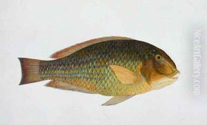 Eekan kaka-tooah, from 'Drawings of Fishes from Malacca', c.1805-18 Eekan kaka-tooah, from 'Drawings of Fishes from Malacca', c.1805-18
