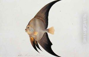 Eekan Leeman Leeman, from 'Drawings of Fishes from Malacca', c.1805-18
