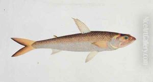 Fish, from 'Drawings of Fishes from Malacca', c.1805-18 by Anonymous Artist