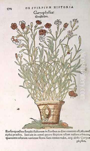 Carnation, from De Historia Stirpium by Leonard Fuchs 1501-66 1545 - view 1