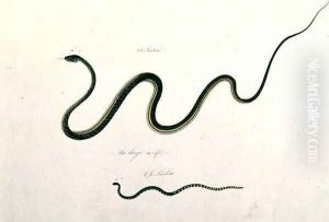 Oolur liedie, Oolur Sampah, from 'Drawings of Animals, Insects and Reptiles from Malacca', c.1805-18