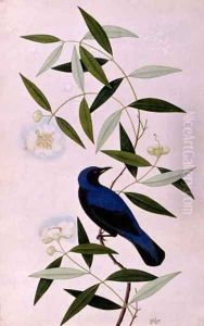 Boorah Farleeh, from 'Drawings of Birds from Malacca', c.1805-18 by Anonymous Artist