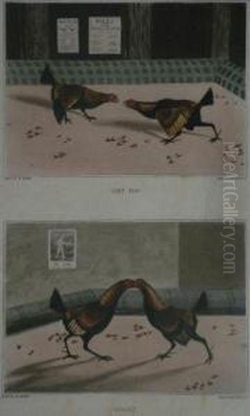 Cock Fighting - view 1