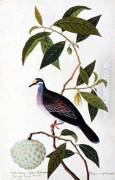Custard Apple, Poke Nona Caprie with Boorong Pooney Sieole, from 'Drawings of Birds from Malacca', c.1805-18 - view 1