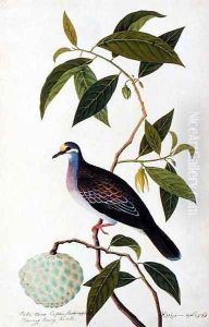 Custard Apple, Poke Nona Caprie with Boorong Pooney Sieole, from 'Drawings of Birds from Malacca', c.1805-18
