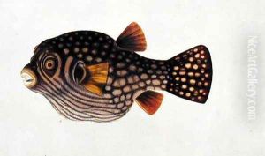 Eekan Boontal Karang, from 'Drawings of Fishes from Malacca', c.1805-18