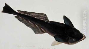 Eekan Gernie, Echeneis neuerates, from 'Drawings of Fishes from Malacca', c.1805-18 by Anonymous Artist