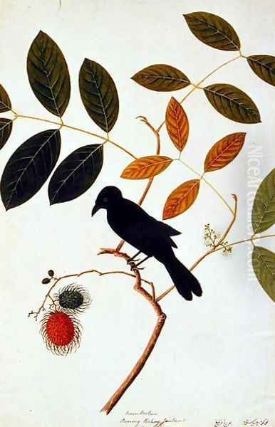 Rambootan, Boorong Perling Jantan, from 'Drawing of Birds from Malacca', c.1805-18 - view 1