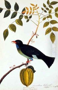 Boorong Teiong Batoo, from 'Drawings of Birds from Malacca', c.1805-18 by Anonymous Artist