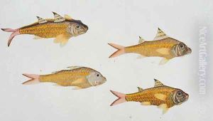 Eekan Bee-jee Nangka, from 'Drawings of Fishes from Malacca', c.1805-18