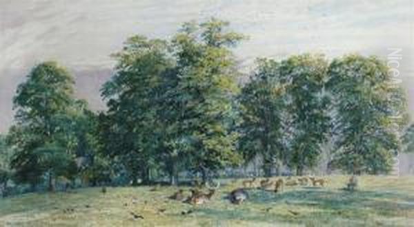Red Deer In Parkland - view 1