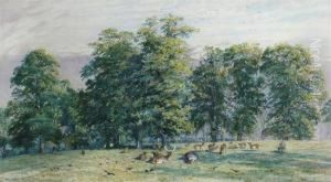 Red Deer In Parkland by Walter Fryer Stocks