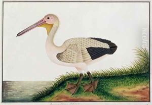 Pelican, Boorong Java, from 'Drawings of Birds from Malacca', c.1805-18 by Anonymous Artist