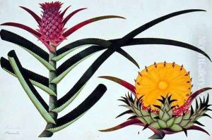 Pineapple or Bromelia, from 'Drawings of Plants from Malacca', c.1805-18 by Anonymous Artist