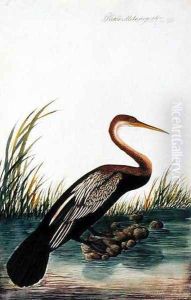 Boorong Maudang, Plotus Melangaster, from 'Drawings of Birds from Malacca', c.1805-18 by Anonymous Artist
