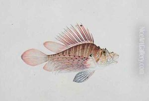 Eekan Linqah Singah, from 'Drawings of Fishes from Malacca', c.1805-18 by Anonymous Artist