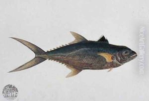 Eekan Tinierie Papan, from 'Drawings of Fishes from Malacca', c.1805-18