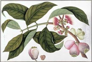 Eugenia or Jamboo Teloie poote, from 'Drawings of Plants from Malacca', c.1805-18 by Anonymous Artist