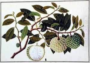 Bua Nora, from 'Drawings of Plants from Malacca', c.1805-18 by Anonymous Artist