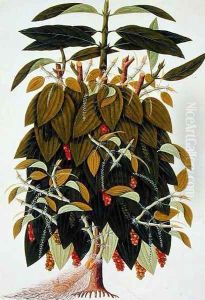 Lava Etam or Black Pepper, from Drawings of Plants from Malacca', c.1805-18 by Anonymous Artist