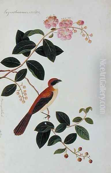Boorong Seliah, Lagerstroesnia indica, from 'Drawings of Birds from Malacca', c.1805-18 - view 1