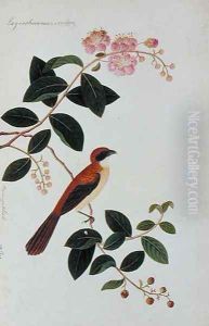 Boorong Seliah, Lagerstroesnia indica, from 'Drawings of Birds from Malacca', c.1805-18 by Anonymous Artist