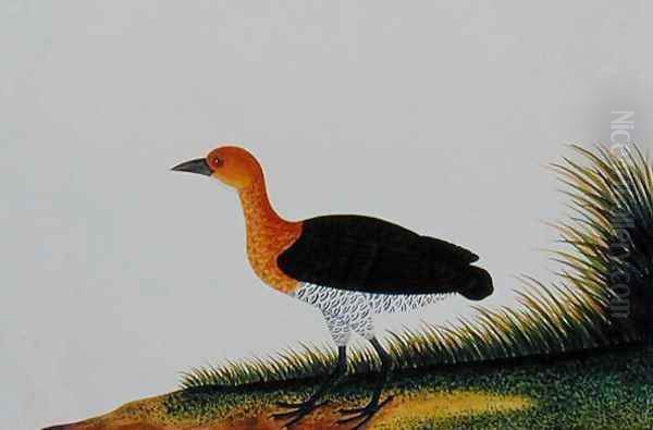 Exotic Bird, from 'Drawings of Birds from Malacca', c.1805-18 (2) - view 1