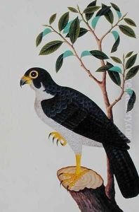 Bird of Prey, from 'Drawings of Birds from Malacca', c.1805-18 by Anonymous Artist