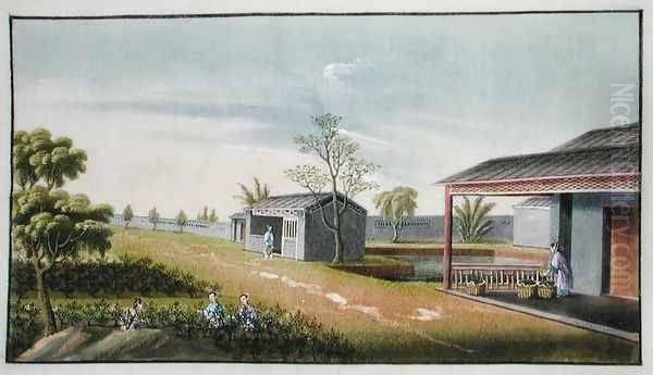 Tending tea plants - view 1
